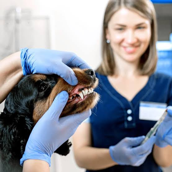 Maintaining good oral hygiene is paramount